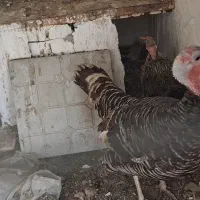 بوقلمون ماده
