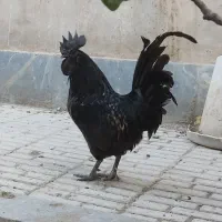 مرغ و خروس ایام سمانی