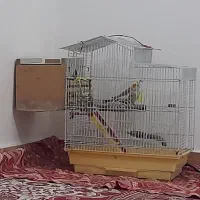 عروس هلندی همراه با جوجه