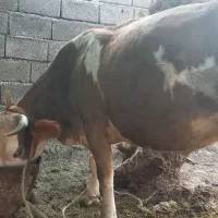دو عدد گاو سمینتال اصل