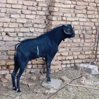 کهره نر