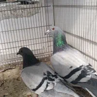 دوبر|پرنده|اردبیل, |دیوار