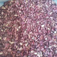 لوبیا چیتی