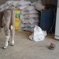 گاوشیری با گوساله