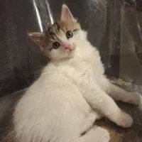 واگذاری میلا