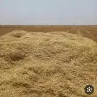 فروش کاه گندم وکاه عدس کوهین