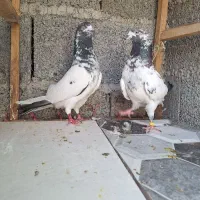 کبوتر پرشی تیدی پاکستانی خارجی سفید چشم سفید