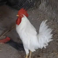 ۳ عدد خروس بالغ