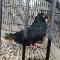 ذاغ ماده تزیینی