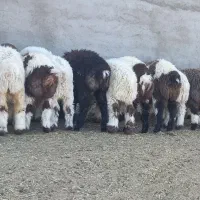 بره پای پروار وبره قوچ نژاددار