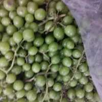غوره اب گیری