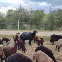 حیوانات