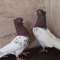 کبوترکله سرخ