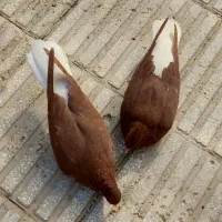جفت دم سفید با جوجه