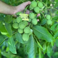 فروش نهال گردو خوشه ای پیوندی گلدانی