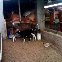 فروش گاو جرسی زایده با گوساله نر هلشتاین