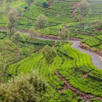 چای بهاره ی لاهیجان و املش