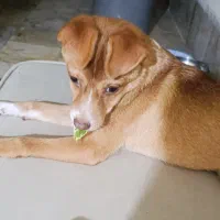 سگ پاکوتاه
