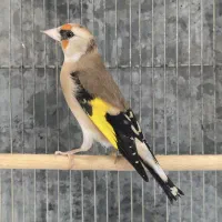 دو سهره ماده زاده قفس