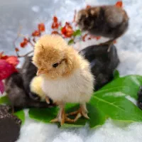 جوجه سلطان ، جوجه مرندی