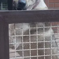 سگ نگهبان نژادر پژدر باهوش  بسیار خطرناک