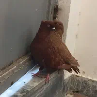 کبوتر سرخ و زرد