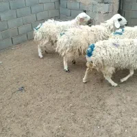 بره فروشی زیرکو حاجی آباد