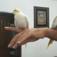 عروس هلندی جفت با۳تا تخم و۲تاکوتوله نر