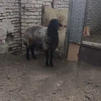 شیشک قوچ افشاری
