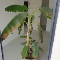 درخت موز