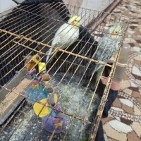 عروس هلندی دارم