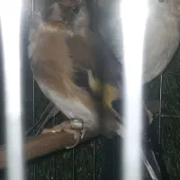 جفت سهره نروماده قفسی سنندج
