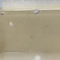 بچه گوپی دم زرد 5 تومان