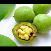 فروش گردو تر