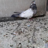 کفتر نوک قنار