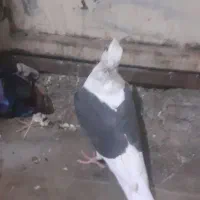 دوکت. پلاکی
