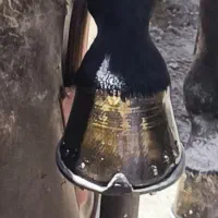 نعل بندی
