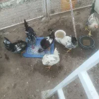 خروس گلین