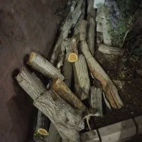 مقداری چوب درخت توت