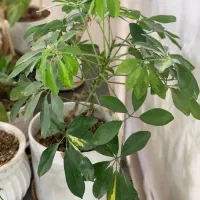 گل و گیاه|گل و گیاه طبیعی|نیشابور, شریعتی|دیوار