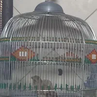 سهره خاکی جوجه قفس