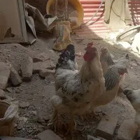 مرغ و خروس برهما