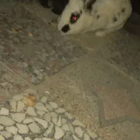 ۴ عدد خرگوش لوپی نر ماده معاوضه هم میکنم با مرغ