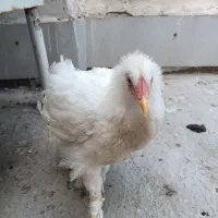 جوجه مرغ خروس