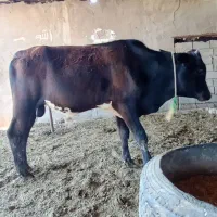 گوساله نر درحمیدیه