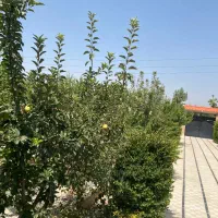 باغچه-550-متری-پدم-خدایارخان