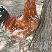 خروس محلی جون چاق