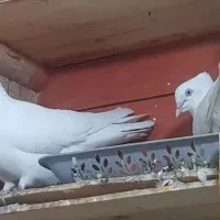 کبوتر|پرنده|اهواز, کوی نفت|دیوار