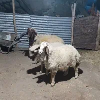 ۳راس بره نر داشتی. بز میش کاور