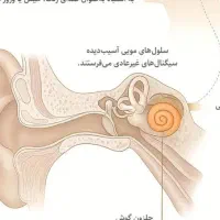 معرفی دکتر گوش برای تعادل و سرگیجه و وزوزگوش